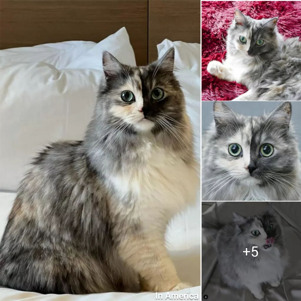 Geri the Chimera Cat: A Viral Sensation on the Internet