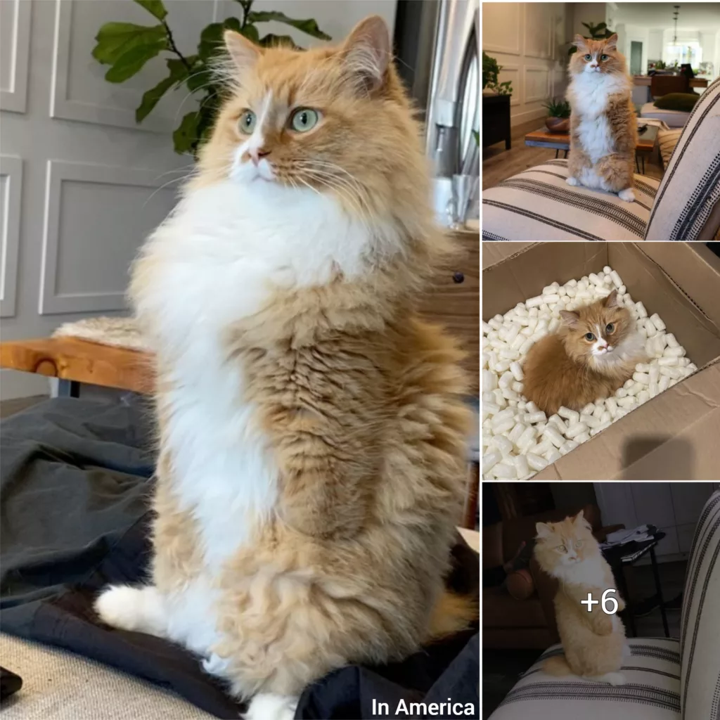 Cat Who Lost Both Front Paws Learns to Walk Upright Like a Human