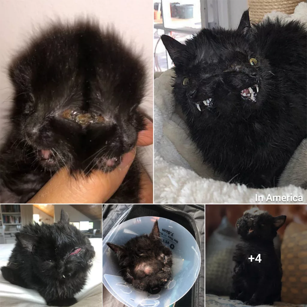 Meet The Adorable Cat With Two Noses And Two Mouths Who Found The Perfect Home With A Veterinarian!