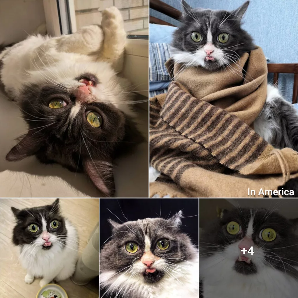 Meet The Handsome Cat With A Severe Underbite Who Found A Family Who Loves Him Just The Way He Is!