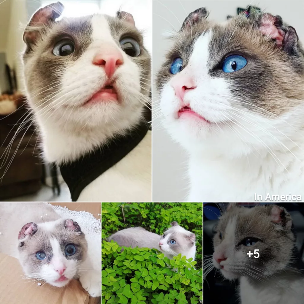 Meet The Adorable Cat With A Cleft Lip And Unique Ears Who Found The Perfect Forever Home After He Was Rescued From The Streets Of Mexico!