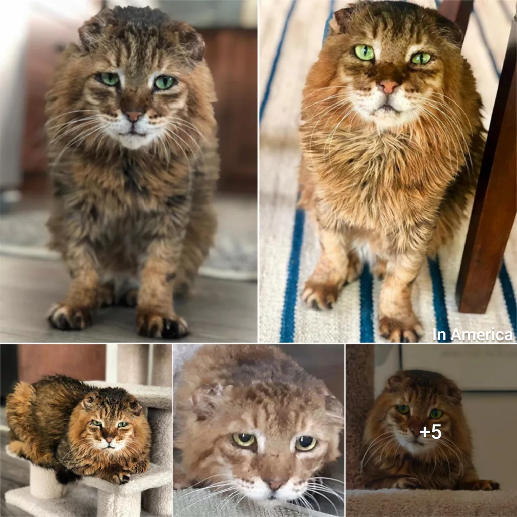 Meet The Handsome Cat With FIV Who Found An Amazing Forever Home In Canada After He Was Rescued From The Streets Of Dubai!