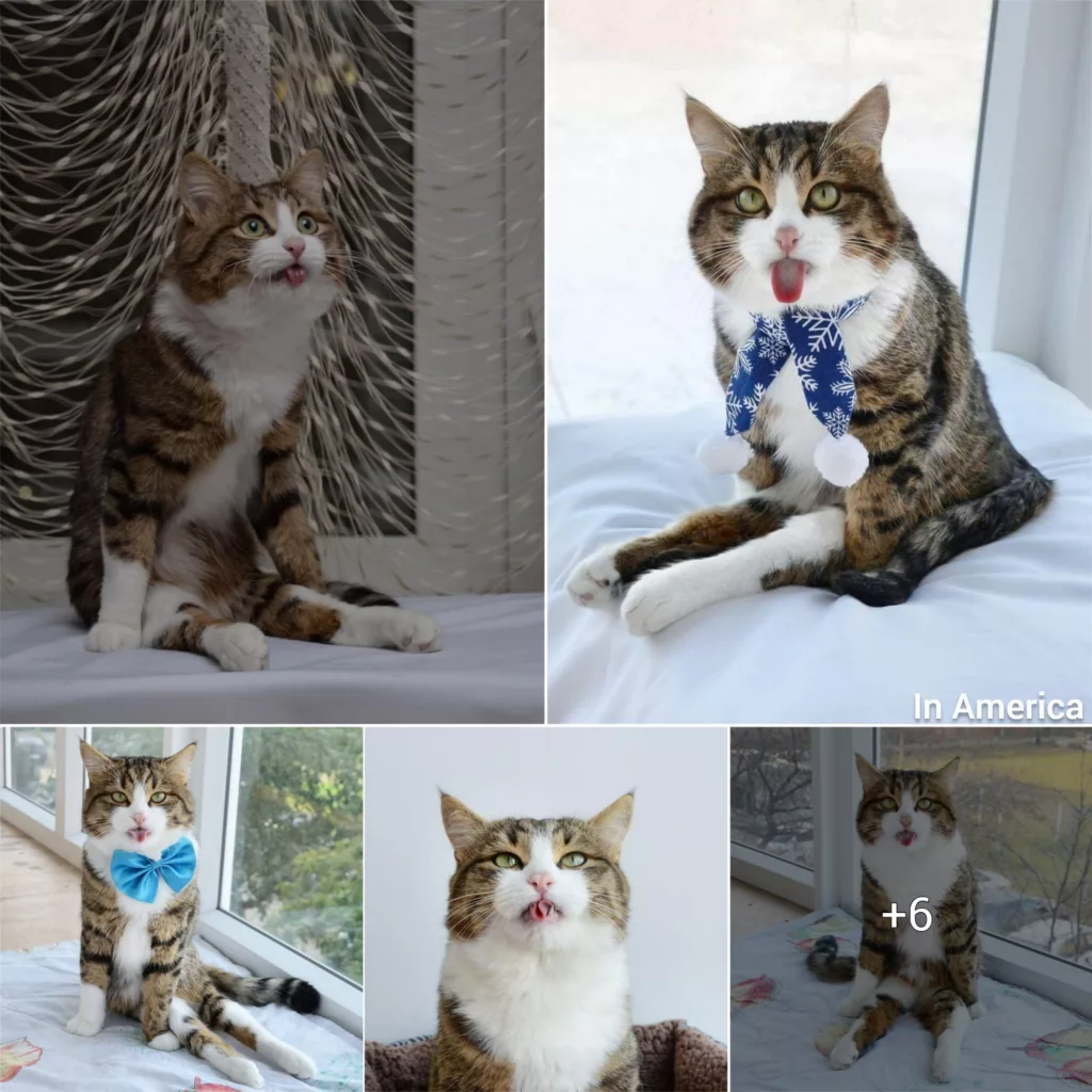 Meet Rexie, the Adorable Cat with a Playful Tongue