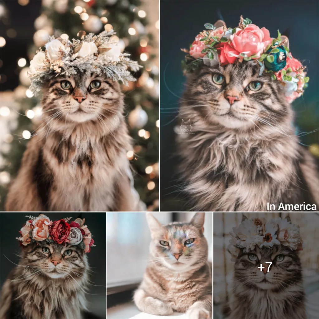 A Maine Coon cat with a royal aura
