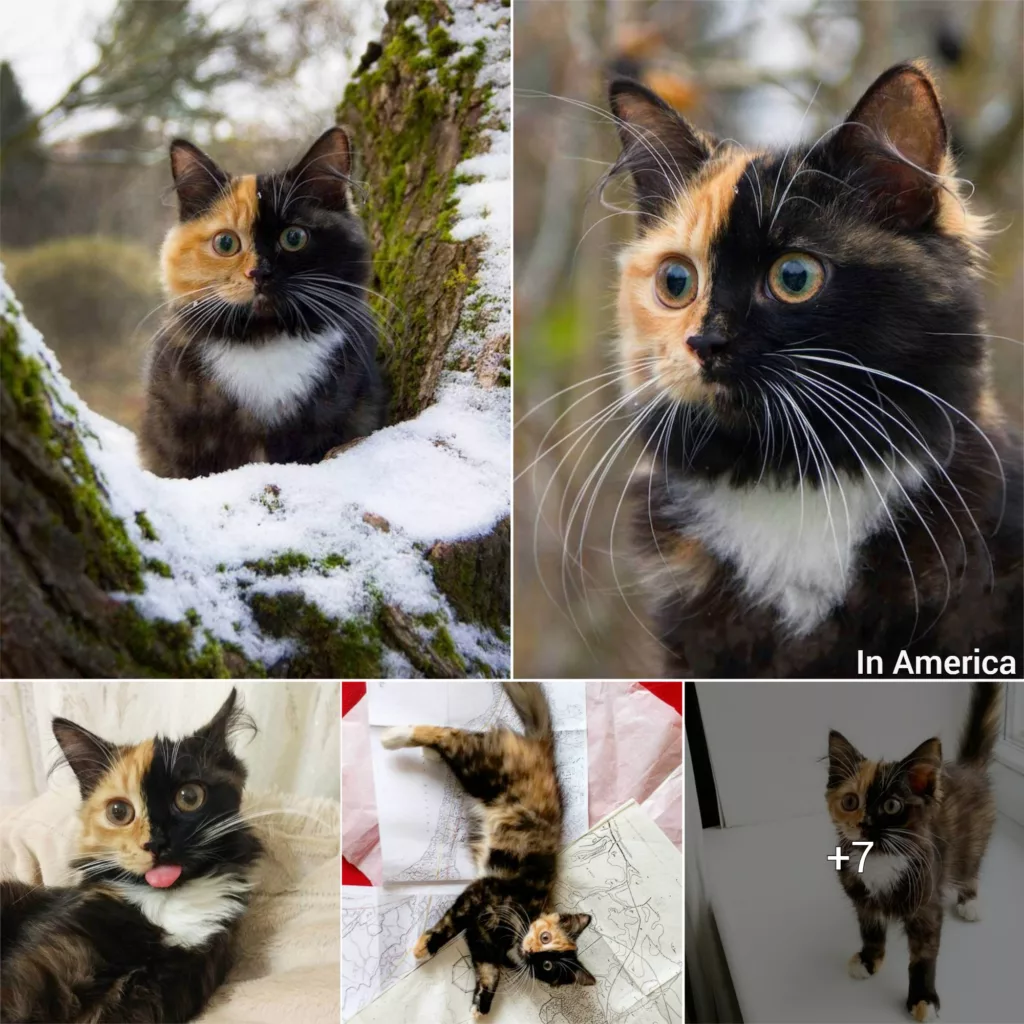 Introducing Yana, the Enchanting Two-Faced Kitty Taking the World by Storm