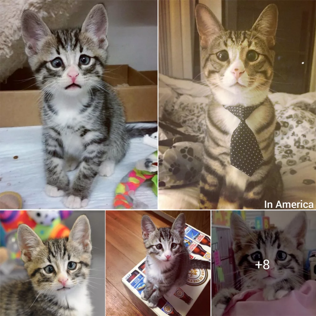 The Endearing Story of a Feline with Adorably Perpetual Worried Eyes