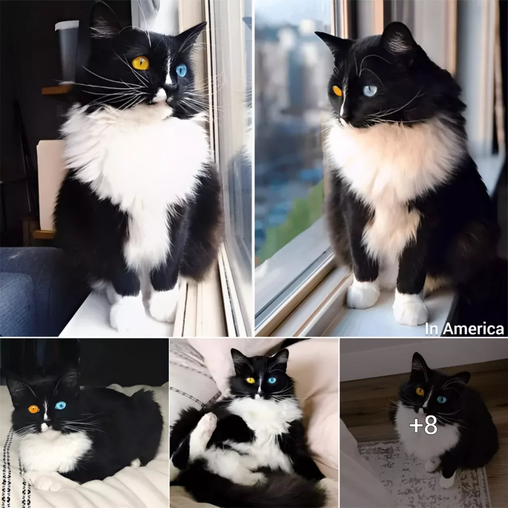 Meet Bowie: The Stylish Cat with Enchanting Eyes