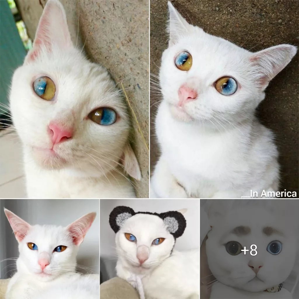 Exploring the Enigmatic Gaze: A White Feline with Two-Toned Eyes