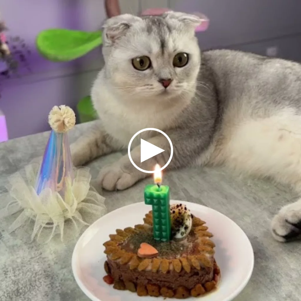 Cheers to Kisa on her special day! 🎉 Celebrating the purrfect feline friend 🐱 #catlover #birthdaybash