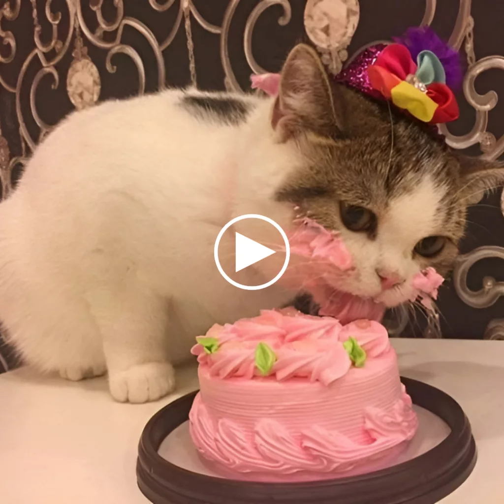 Hilariously Adorable: Watch This Cat Devour A Cake On Its Birthday